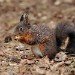 Red Squirrel_7 100208